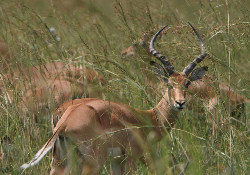 3 Days Masai Mara Safari from Nairobi