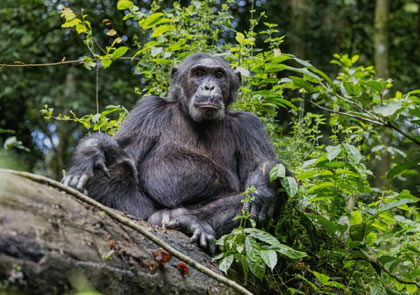 3-Day chimpanzee tracking Safari