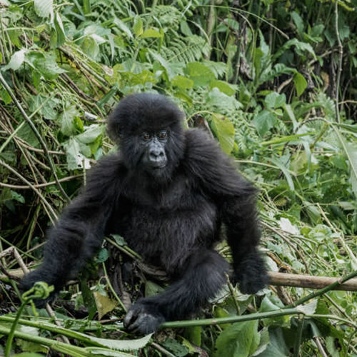 Bwindi Impenetrable  NP