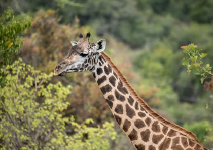 Day Trip to Arusha National Park