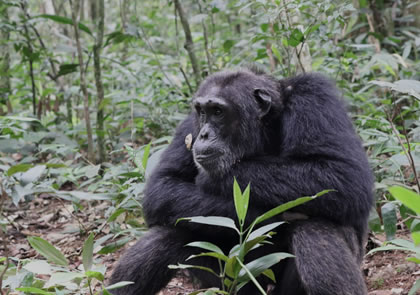 6-Day Rwanda Chimpanzee and Golden Monkey Trekking