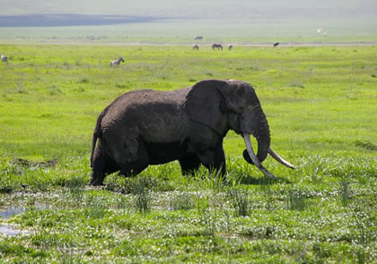 3-Day Tanzania Amazing Wildlife Safari