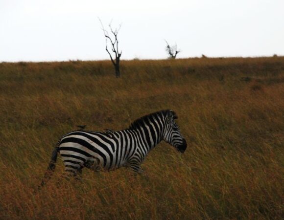 7 Days Bwindi,Queen Elizabeth and Lake Mburo