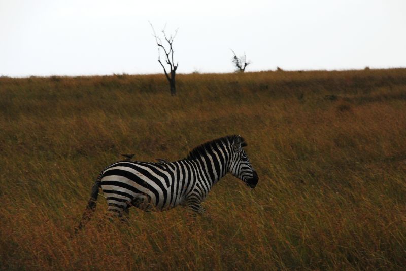 7 Days Bwindi,Queen Elizabeth and Lake Mburo