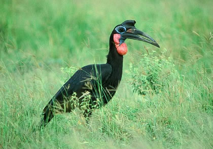 10 Days Best of Uganda Safari