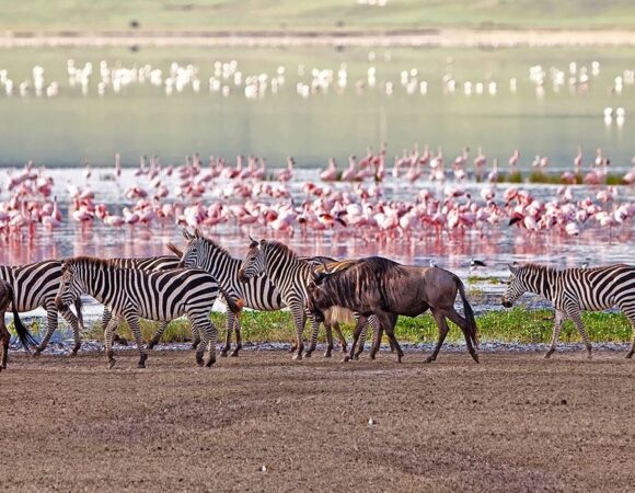 One Day Trip to Lake Manyara National Park