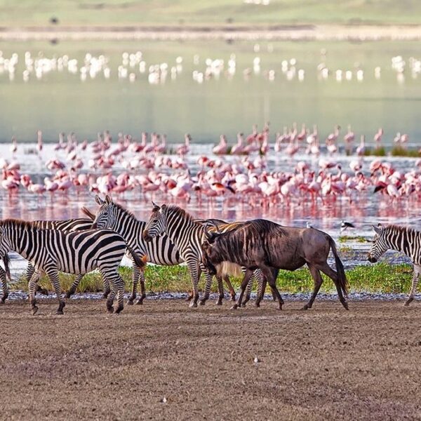 One Day Trip to Lake Manyara National Park