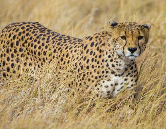 Day Trip to Tarangire National Park